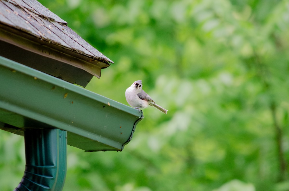 Tufted Titmouse - ML618990191