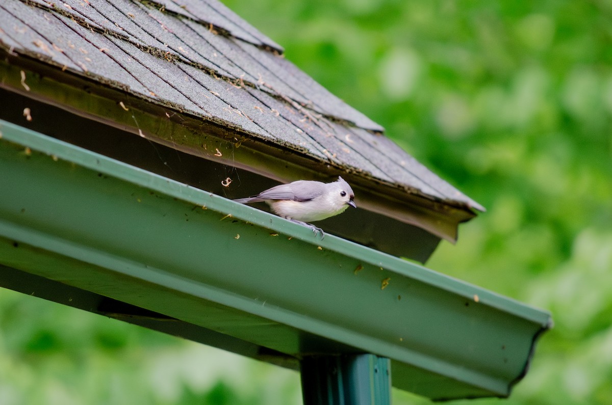 Tufted Titmouse - ML618990192