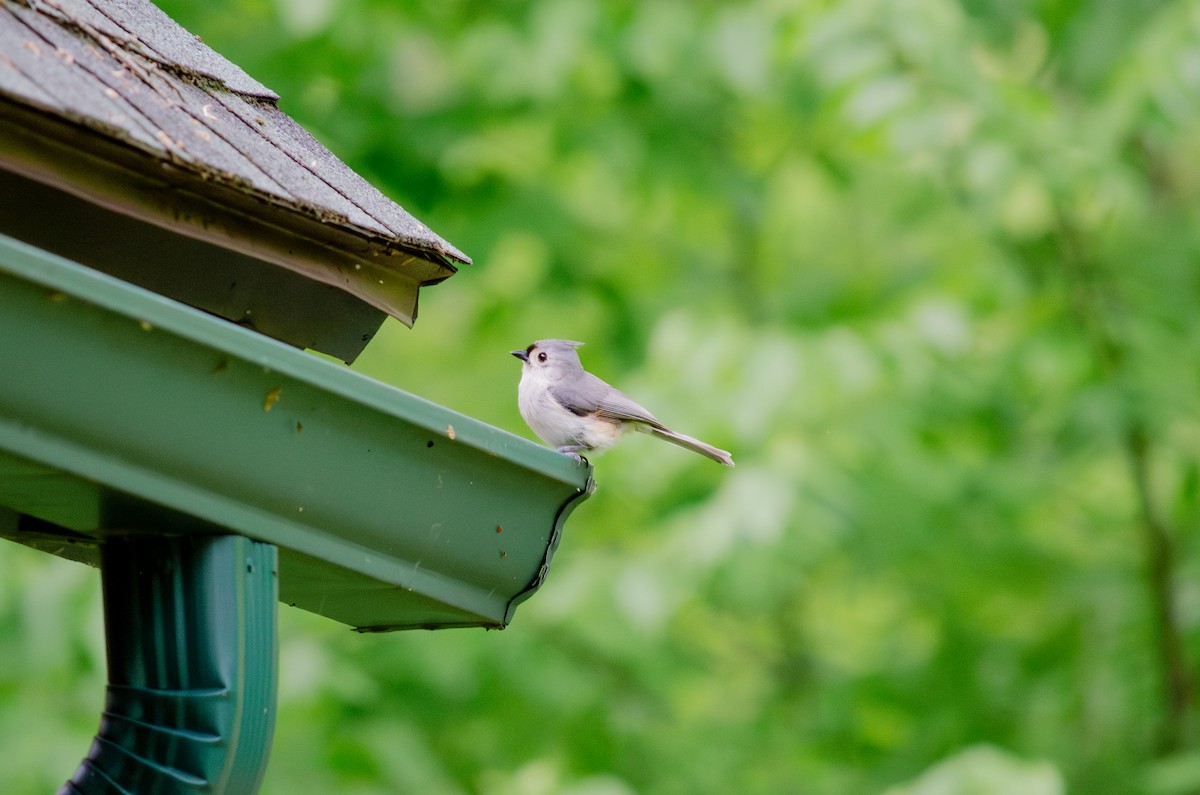 Tufted Titmouse - ML618990193