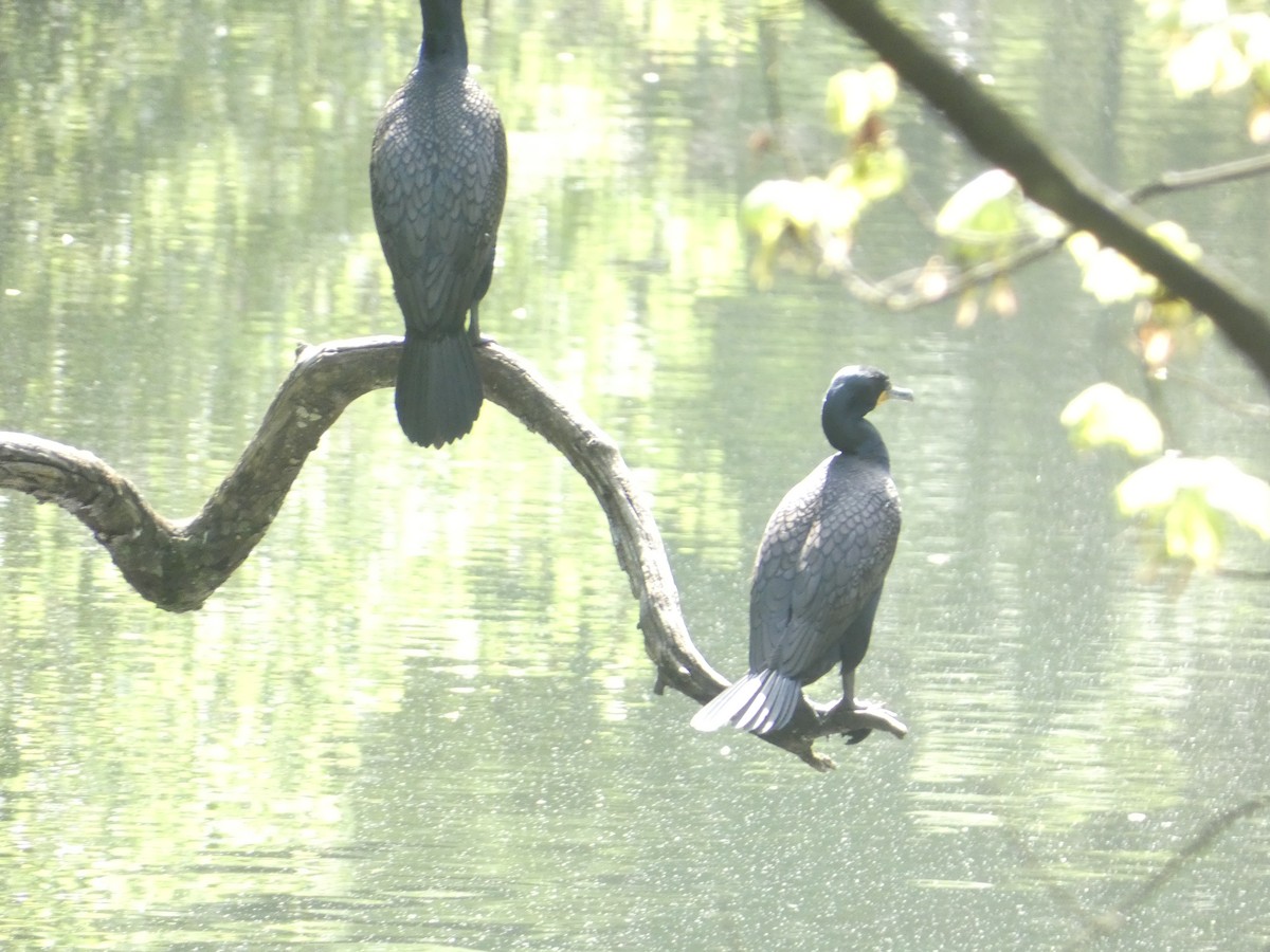 Double-crested Cormorant - ML618990194