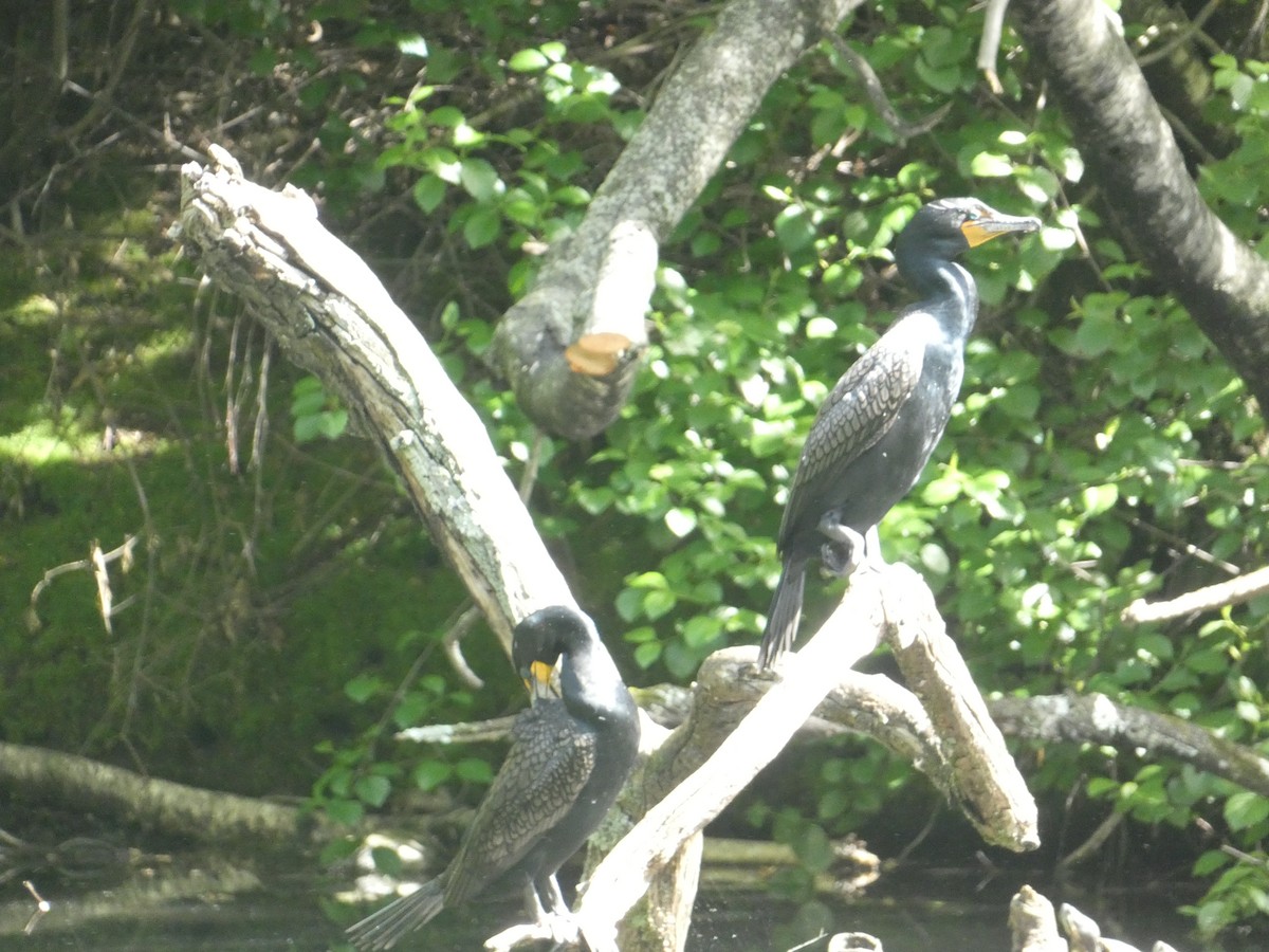 Double-crested Cormorant - ML618990195