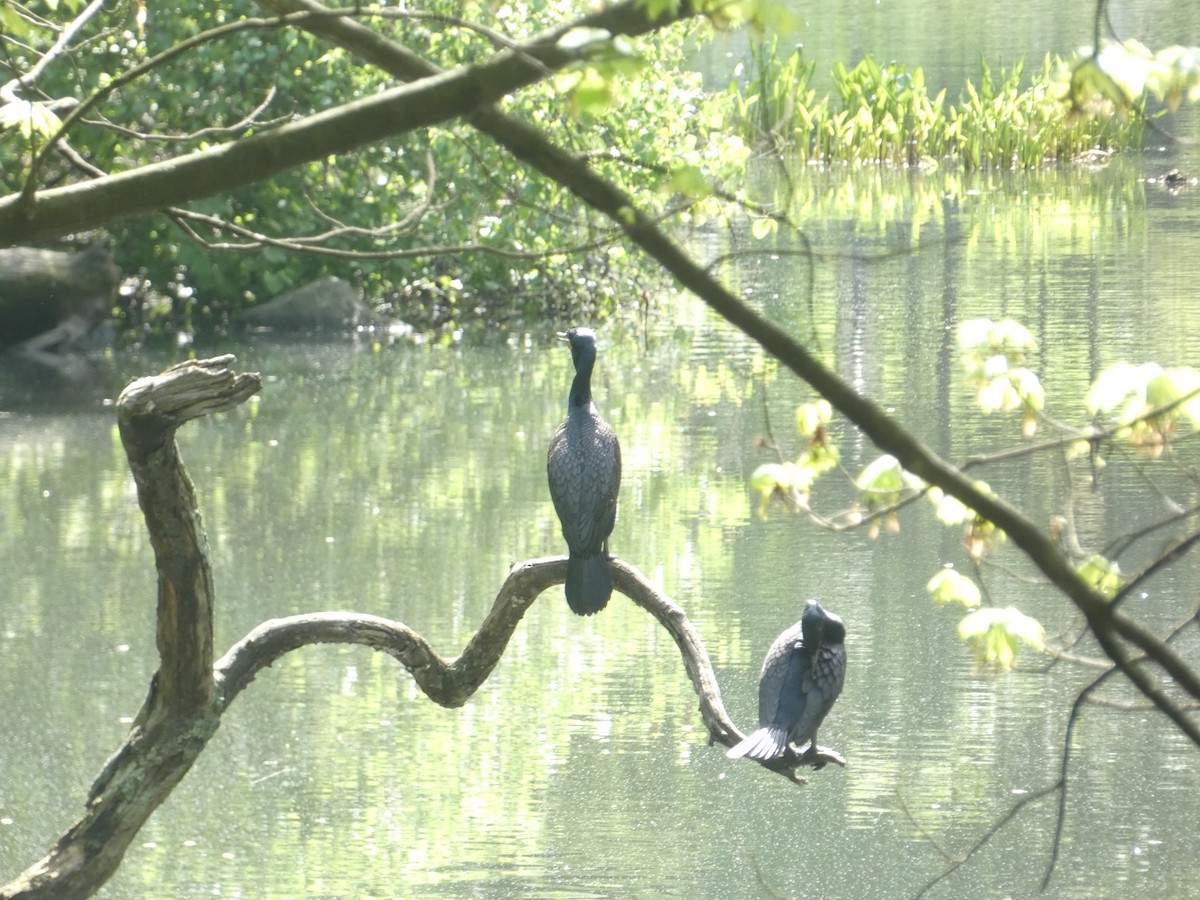 Double-crested Cormorant - ML618990196