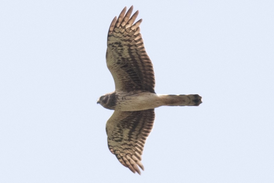 Aguilucho de Hudson - ML618990197