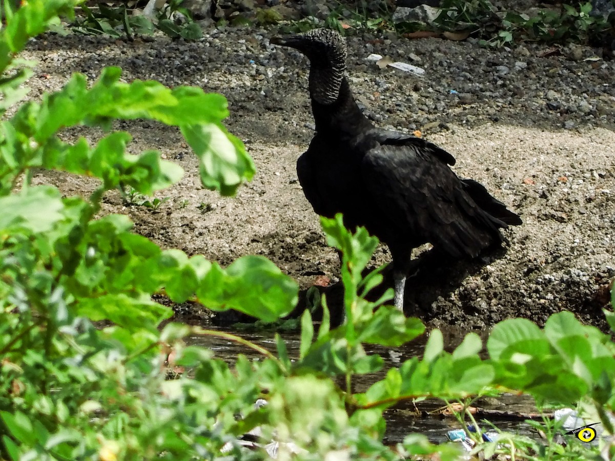 Black Vulture - Christophe Lecocq