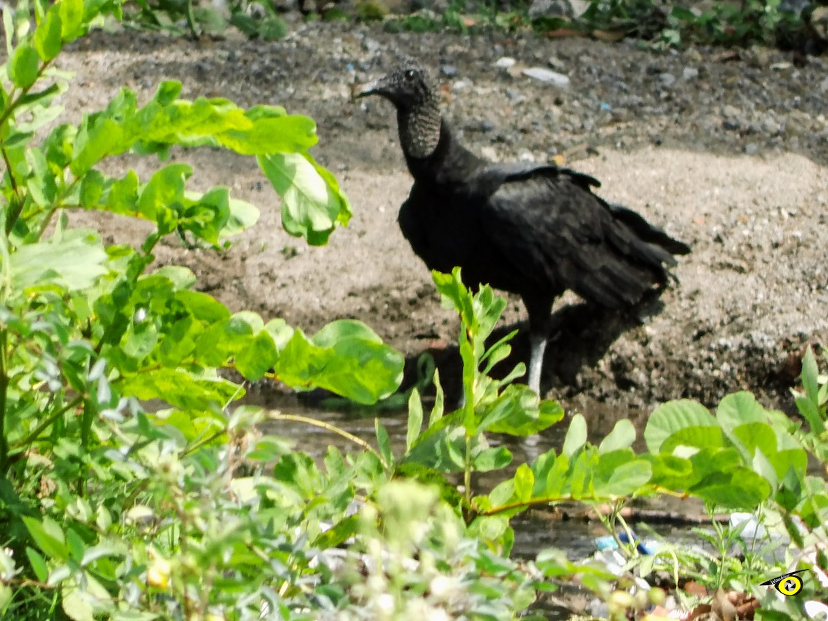 Black Vulture - ML618990207