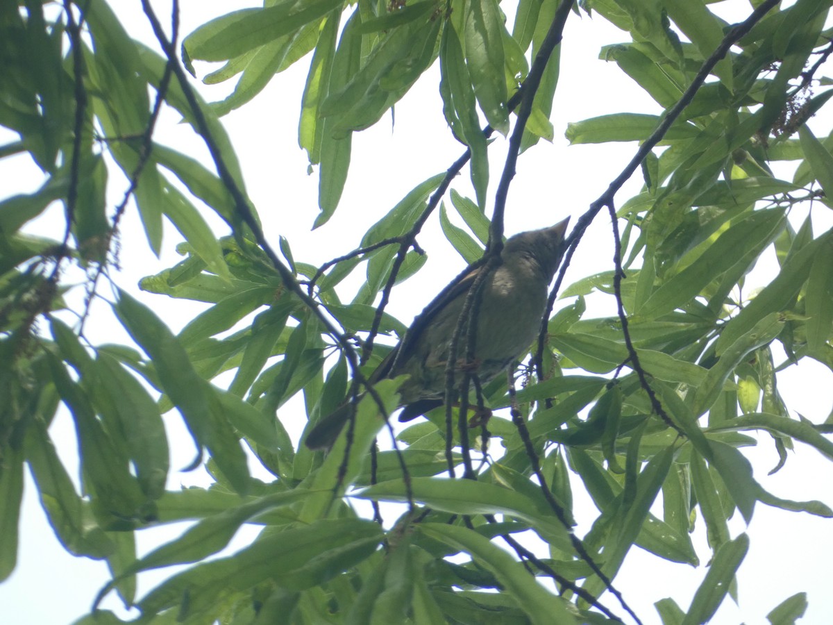 Moineau domestique - ML618990238