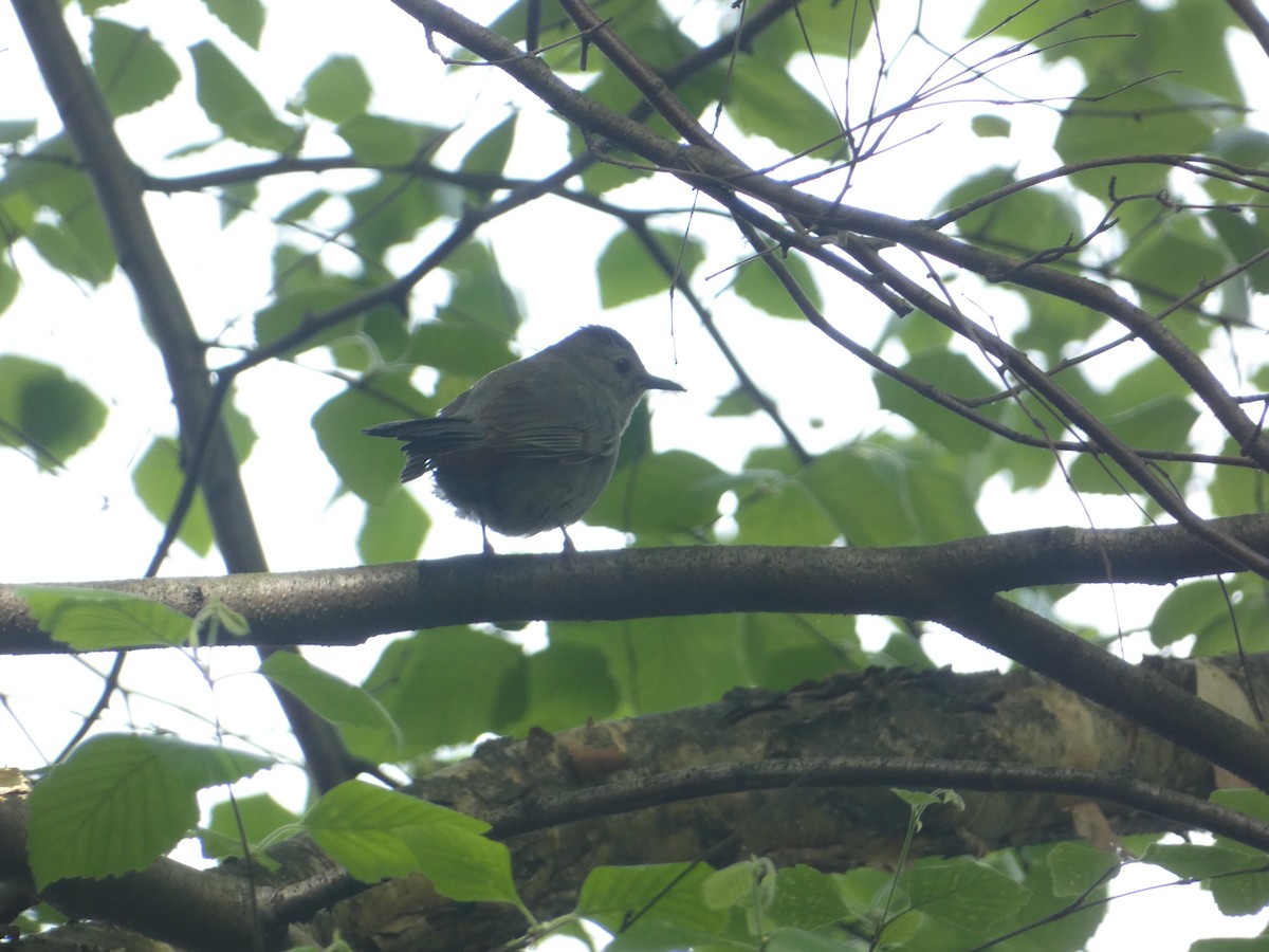 Gray Catbird - ML618990250