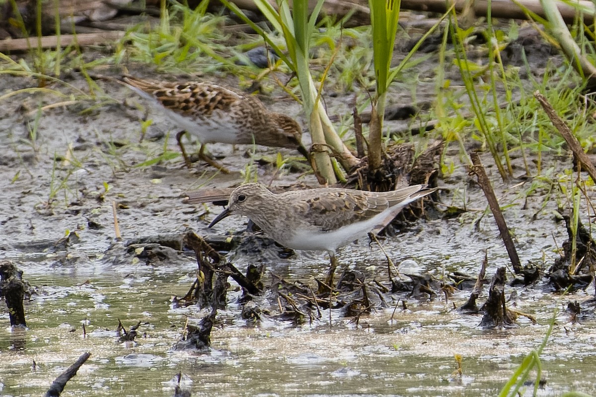 Temminck's Stint - Les Peterson