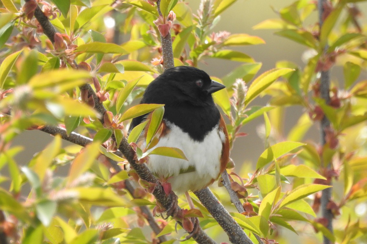 Eastern Towhee - Janet Kovner