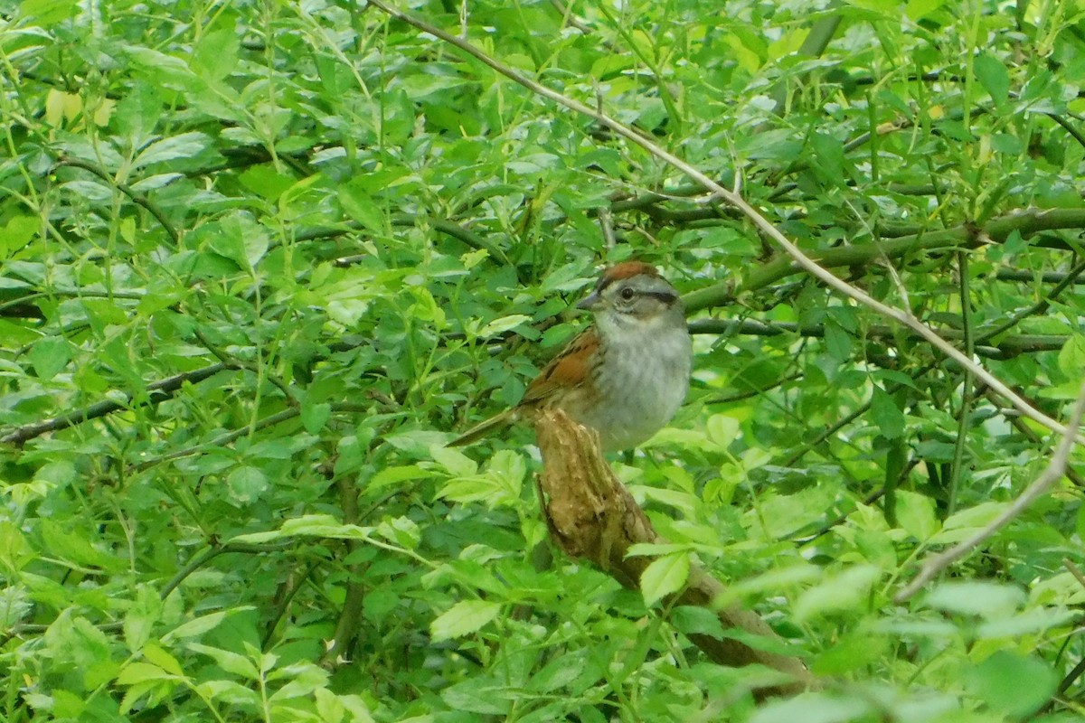 Swamp Sparrow - ML618990291