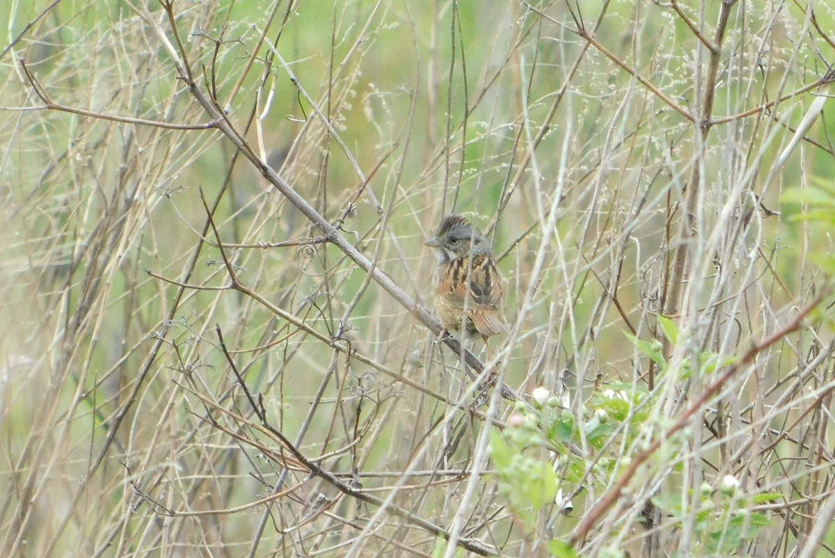 Swamp Sparrow - ML618990292