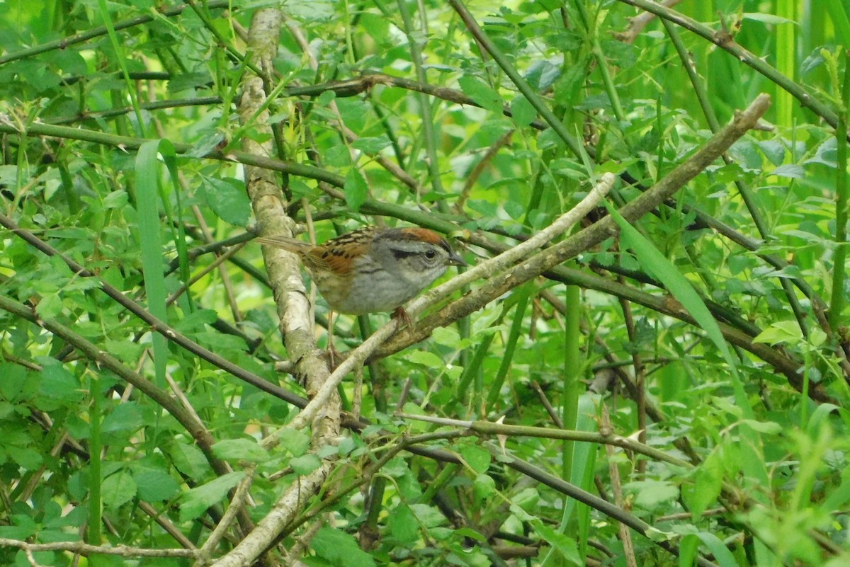 Swamp Sparrow - ML618990293