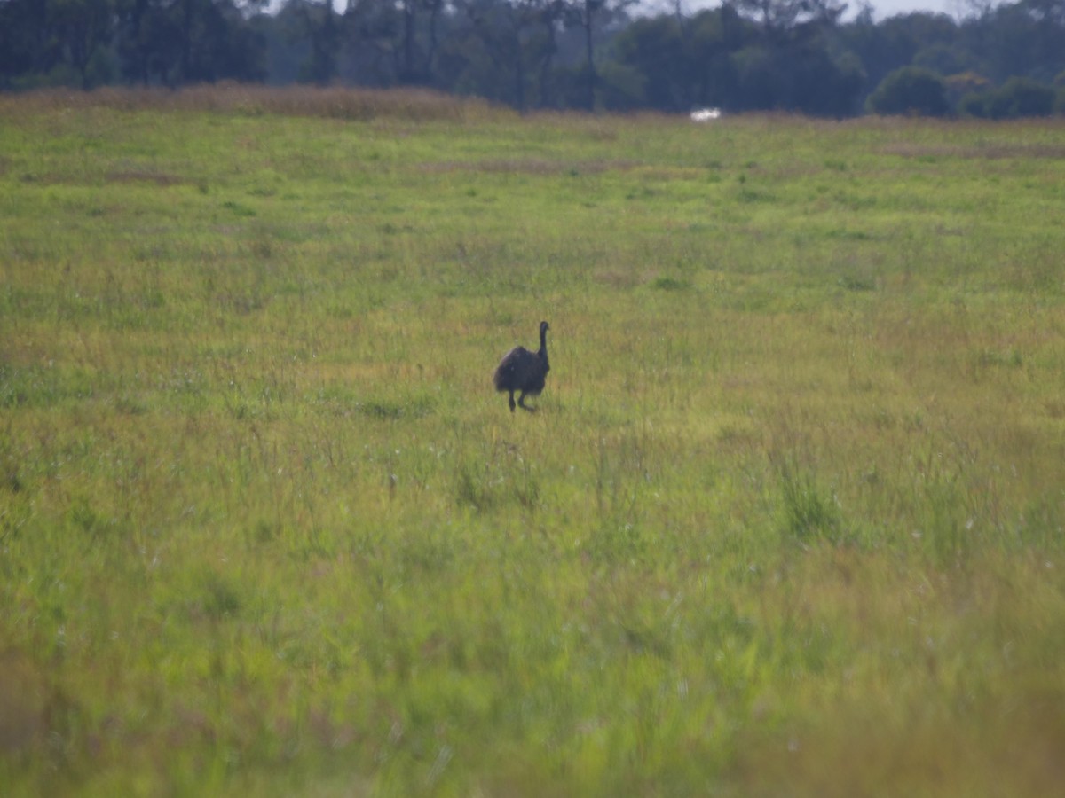 Emu - Frank Coman