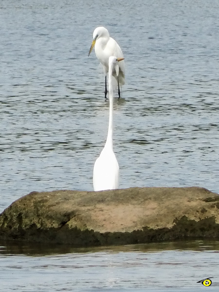 Great Egret - ML618990301