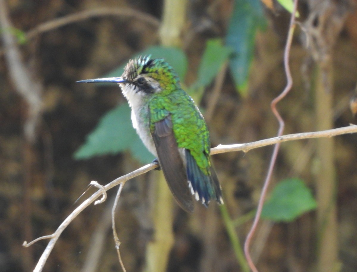 Green-tailed Emerald - Francisco Contreras @francontreras.80