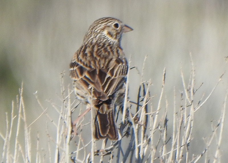 Vesper Sparrow - Andy Frank