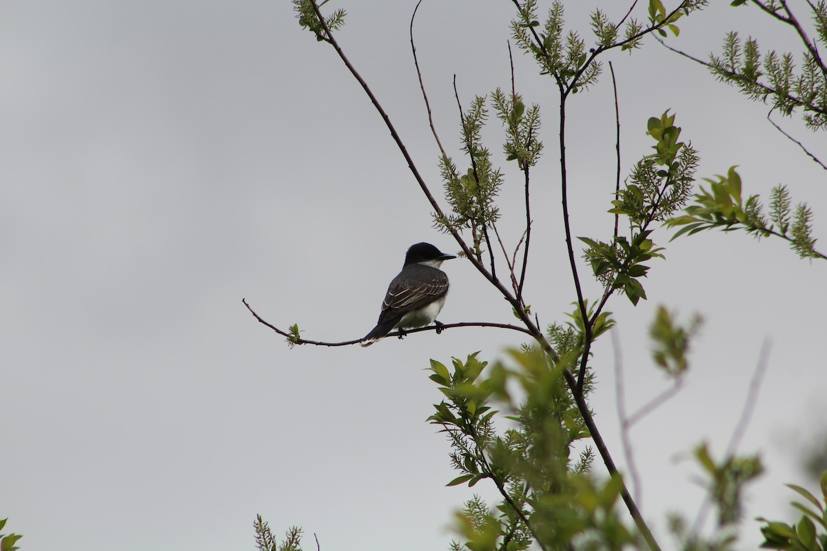 Eastern Kingbird - Alex Felisberto