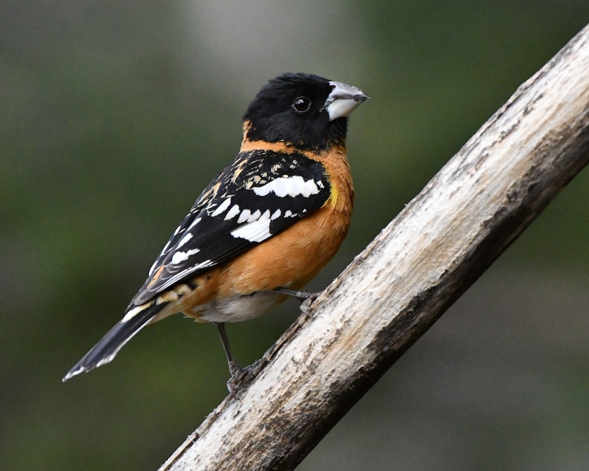 Black-headed Grosbeak - M Nagy