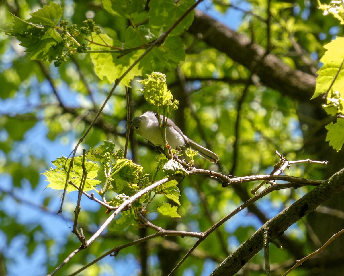 Blue-gray Gnatcatcher - ML618990333