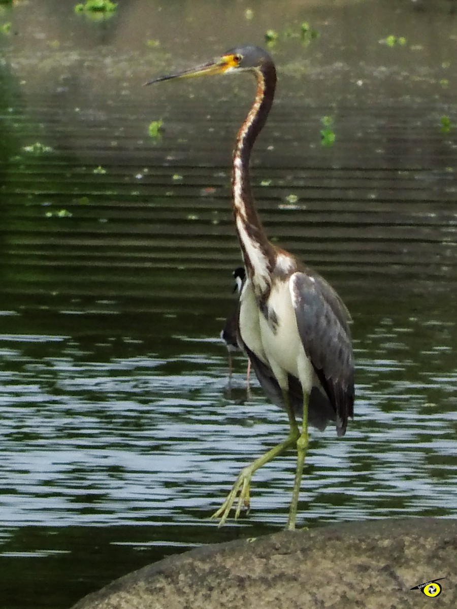 Tricolored Heron - Christophe Lecocq