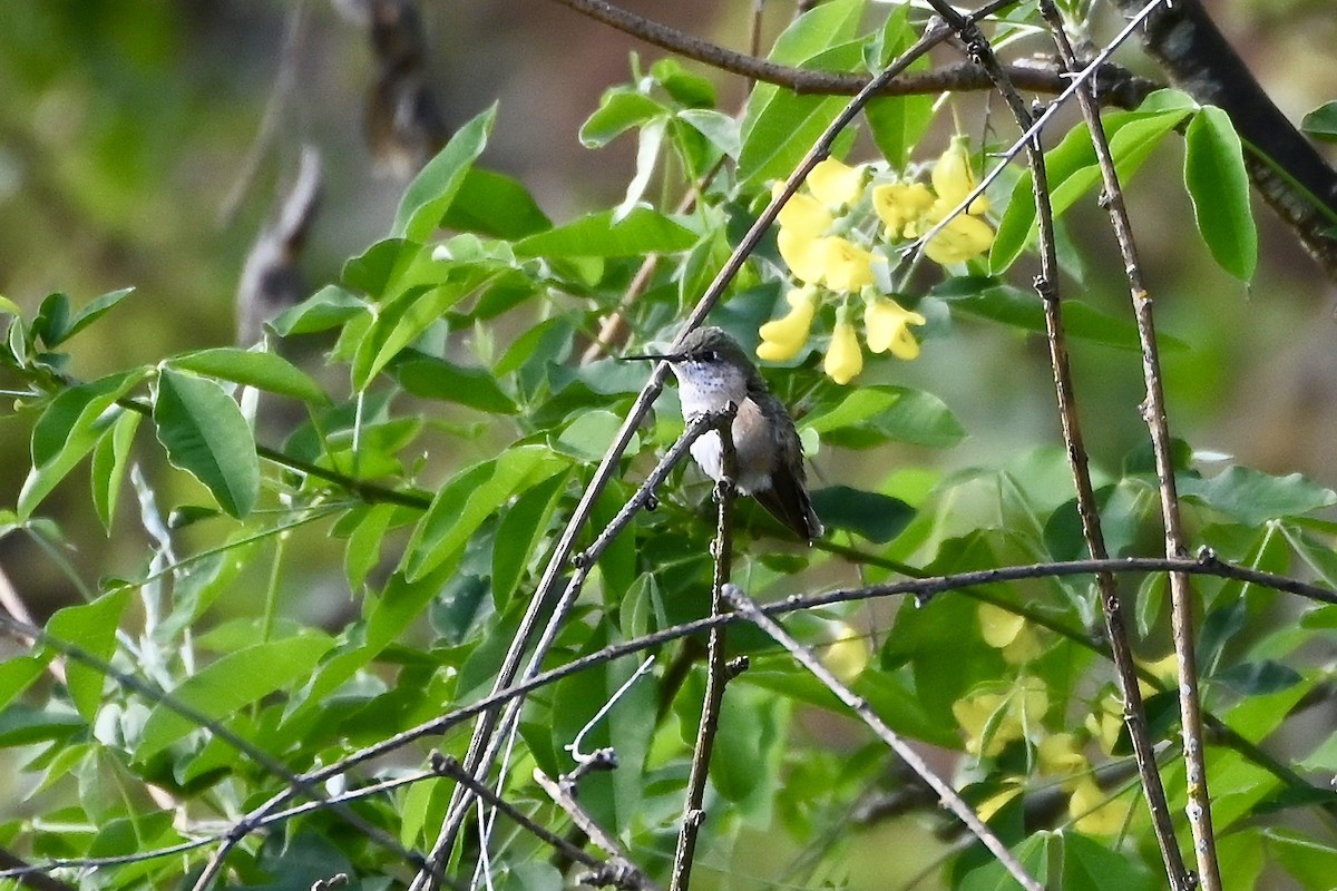 Calliope Hummingbird - Geoffrey Newell