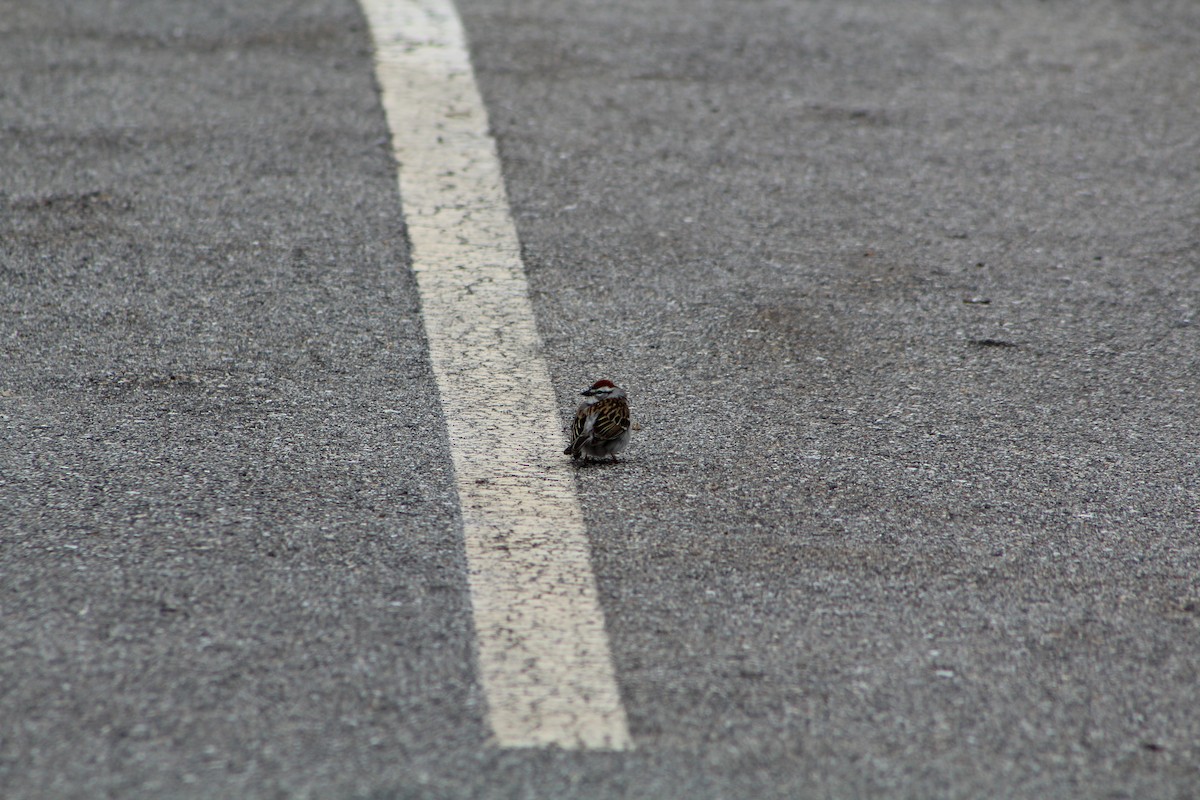 Chipping Sparrow - Alex Felisberto