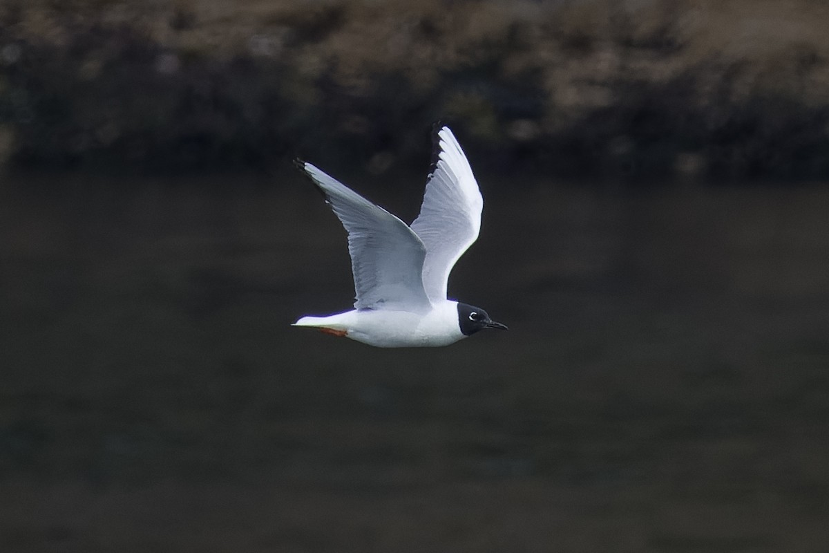 Bonaparte's Gull - ML618990353