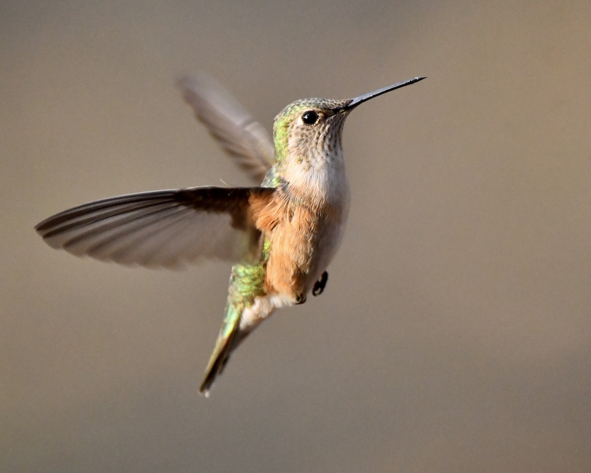 Broad-tailed Hummingbird - M Nagy