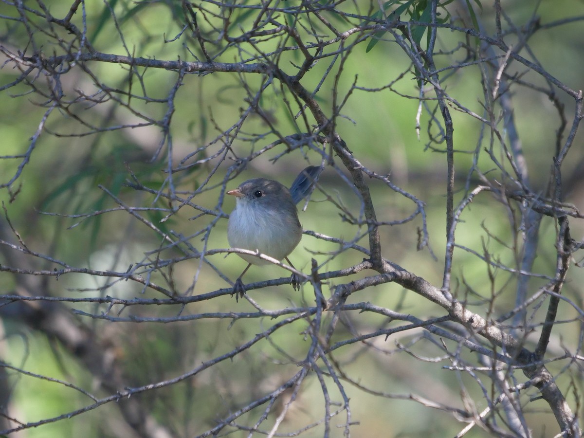 White-winged Fairywren - Frank Coman