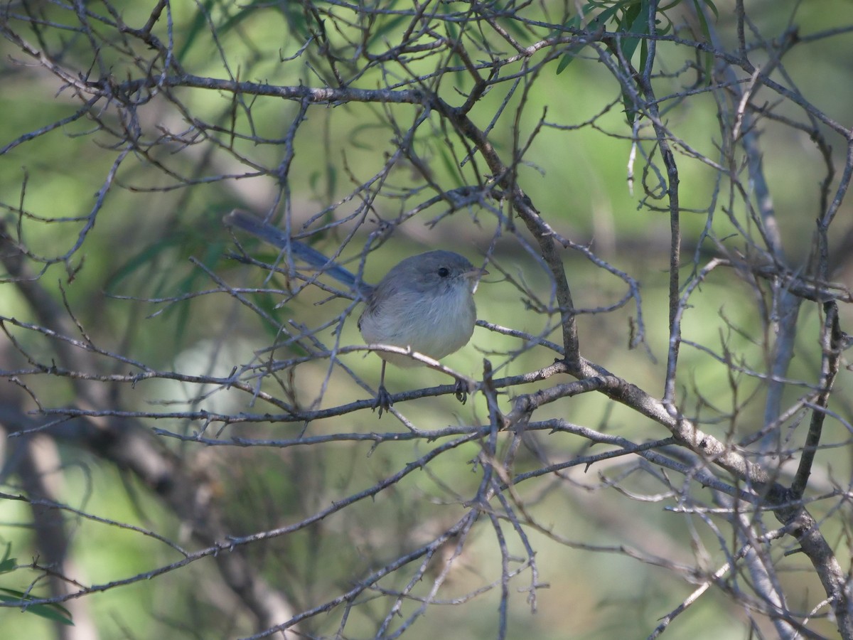 White-winged Fairywren - ML618990374