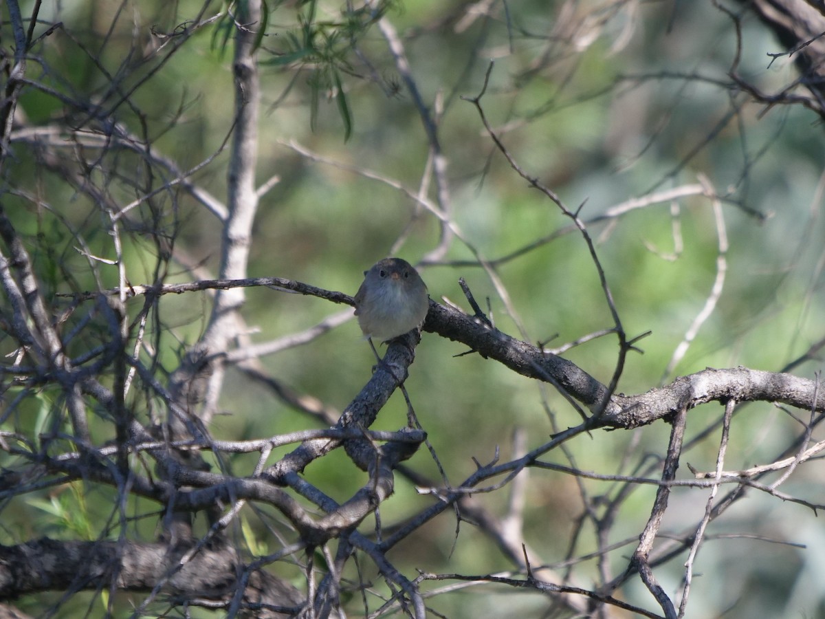 White-winged Fairywren - Frank Coman