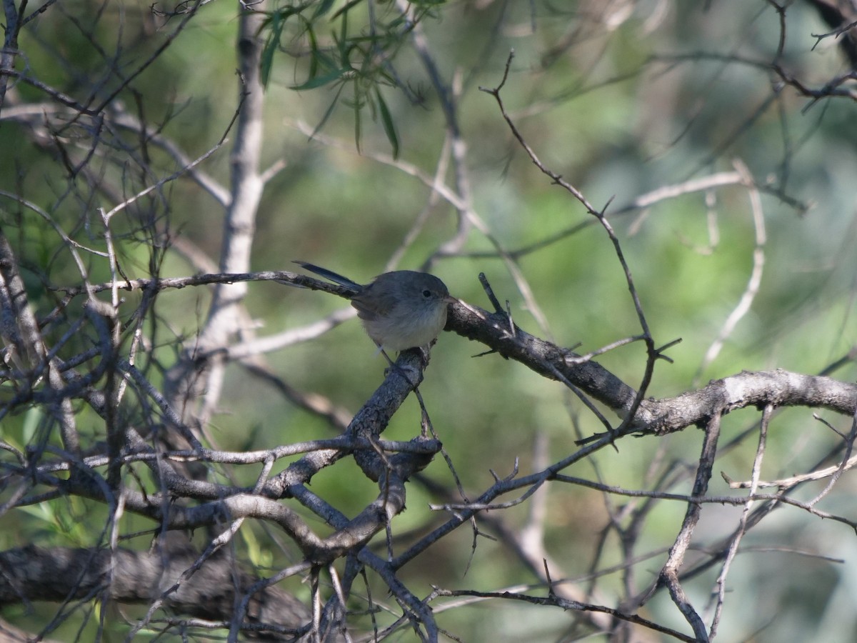 White-winged Fairywren - Frank Coman