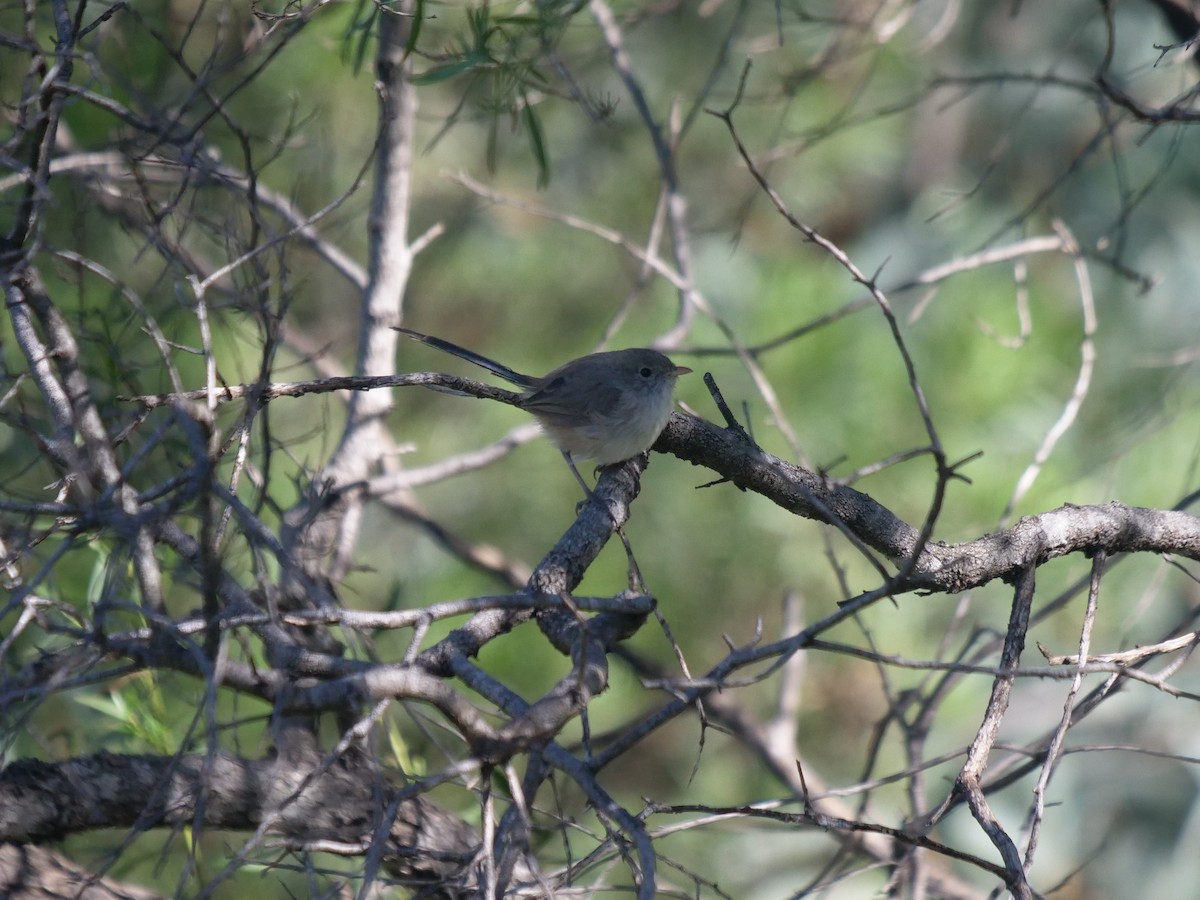 White-winged Fairywren - Frank Coman