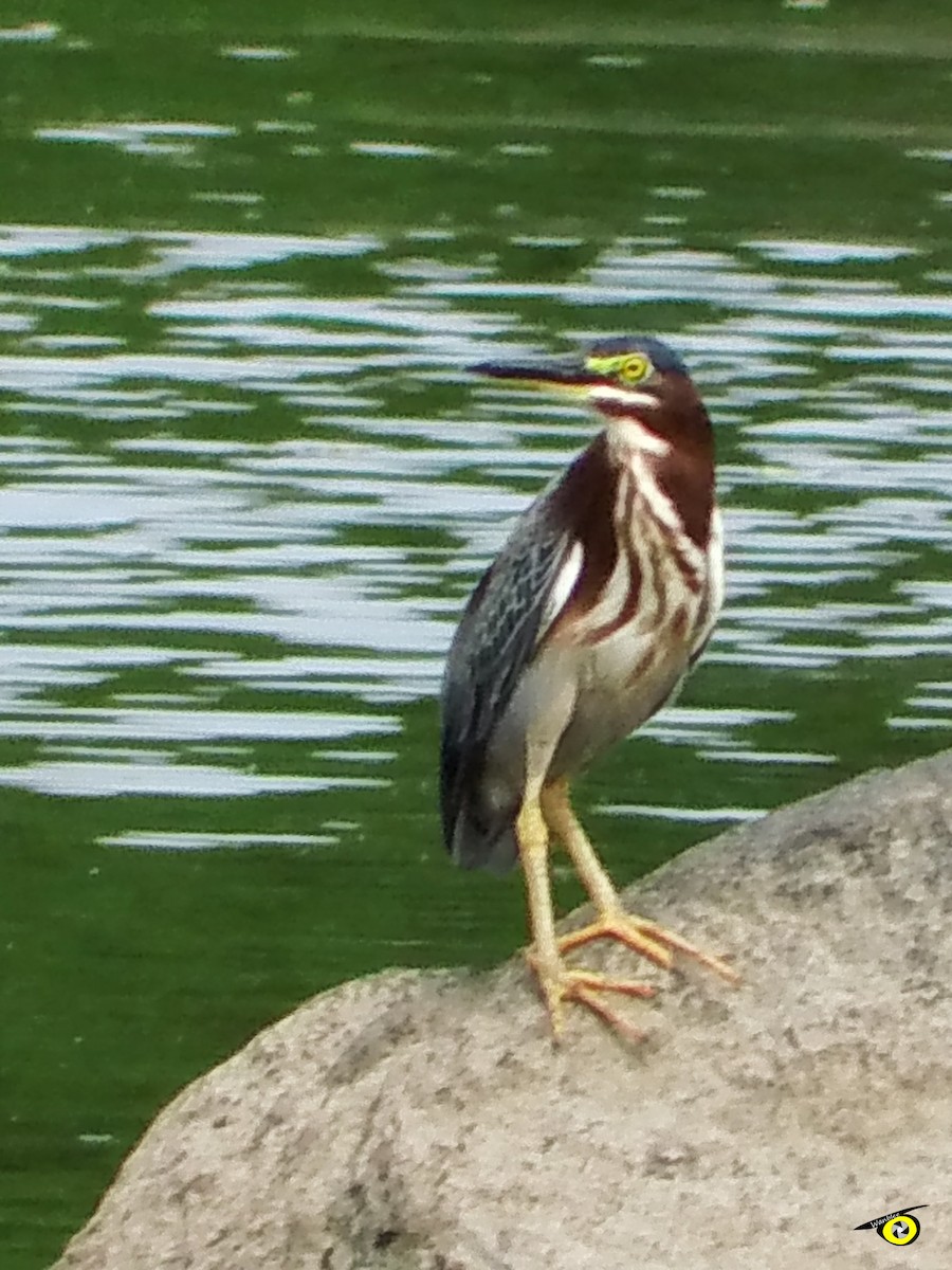 Green Heron - Christophe Lecocq