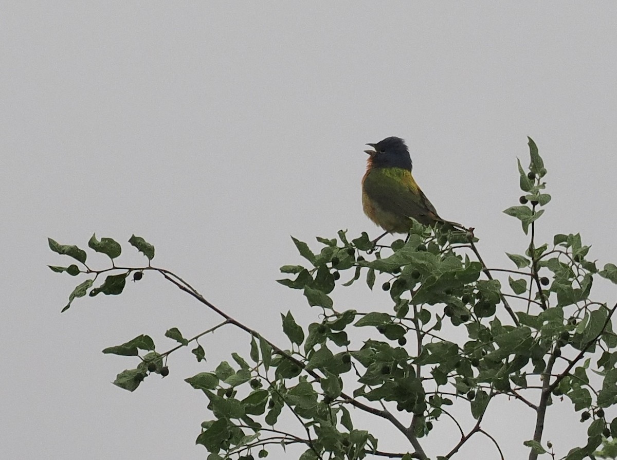 Painted Bunting - Bob Foehring