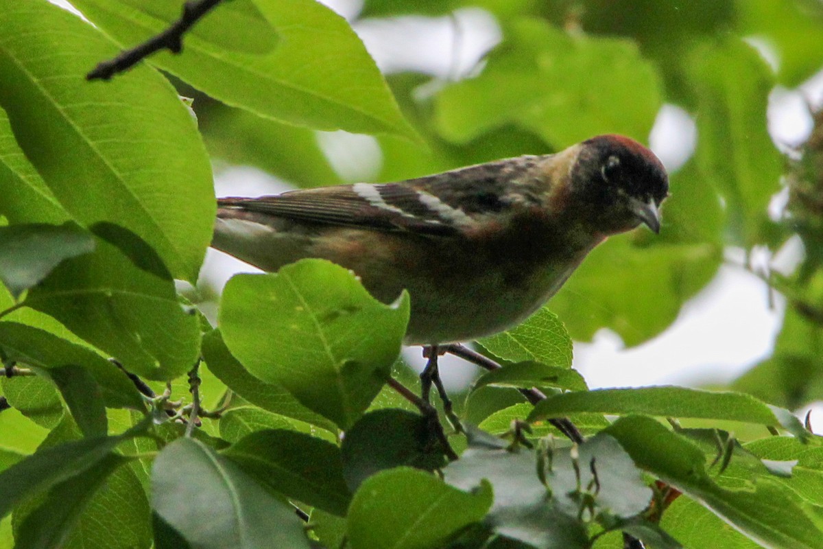 Bay-breasted Warbler - Jason Lenzi