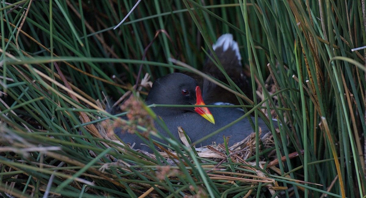 Eurasian Moorhen - ML618990400