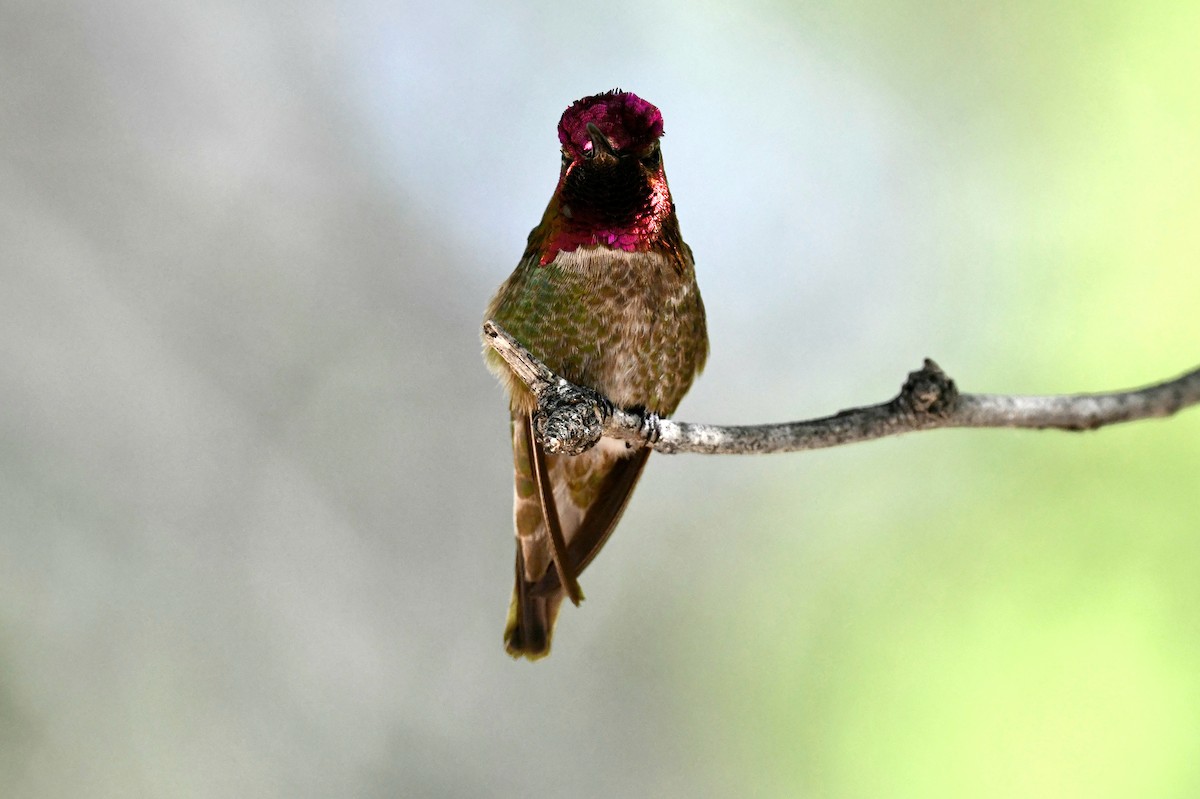 Anna's Hummingbird - ML618990409