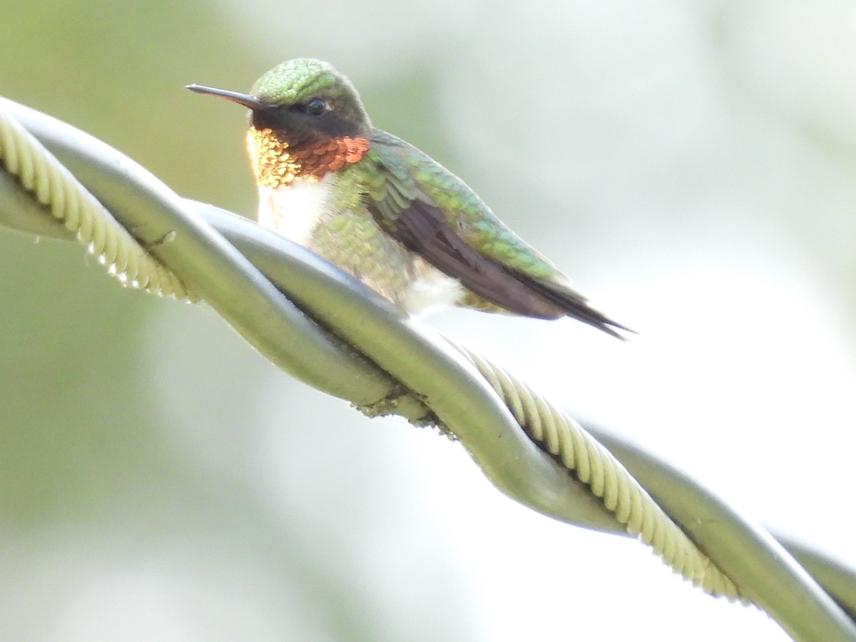 Ruby-throated Hummingbird - ML618990424