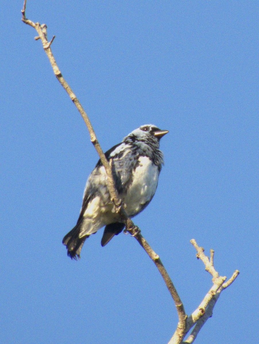 White-bellied Tanager - ML618990430