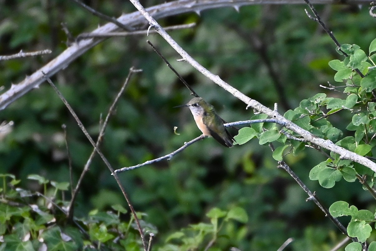 Calliope Hummingbird - Geoffrey Newell