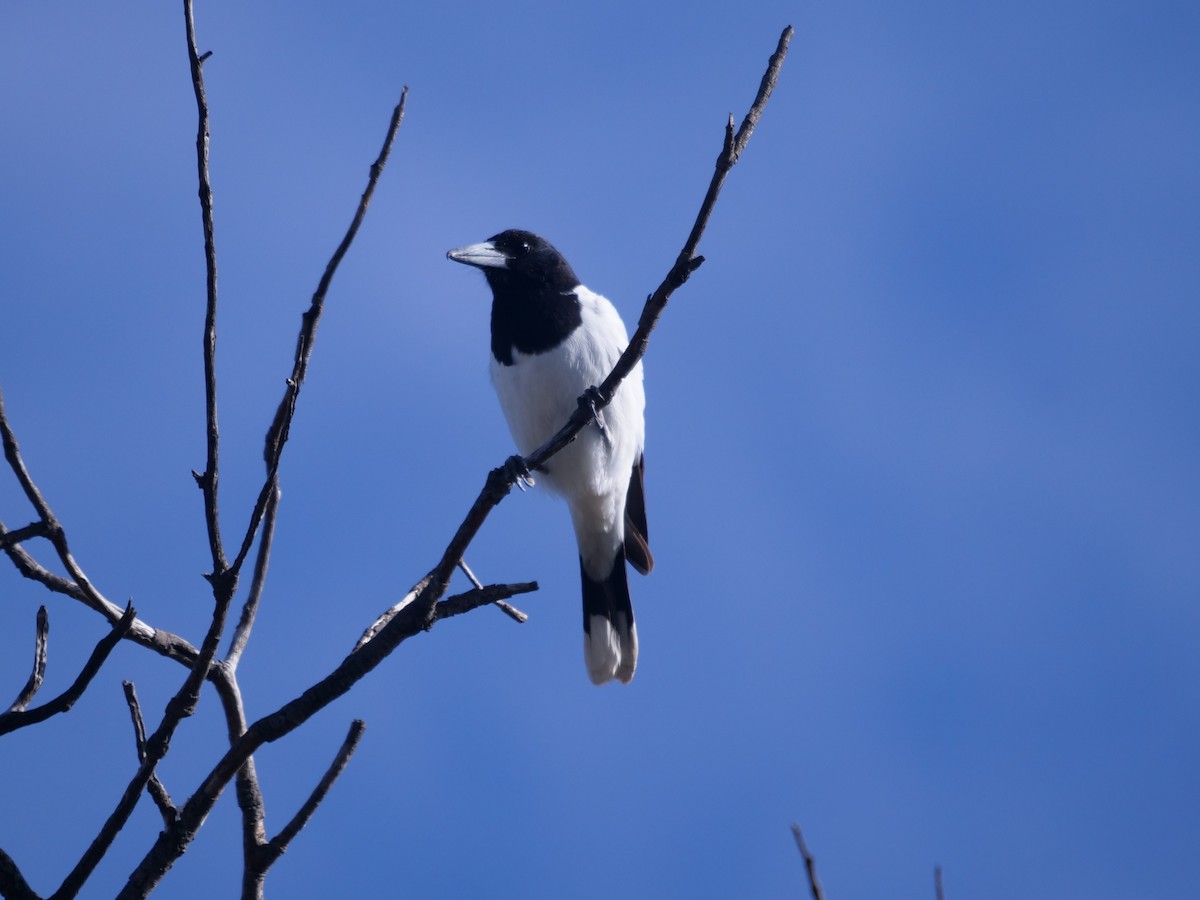 Pied Butcherbird - Frank Coman