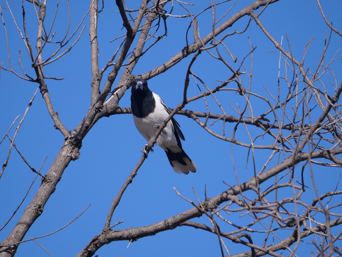 Pied Butcherbird - Frank Coman