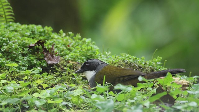 Gray-browed Brushfinch - ML618990458