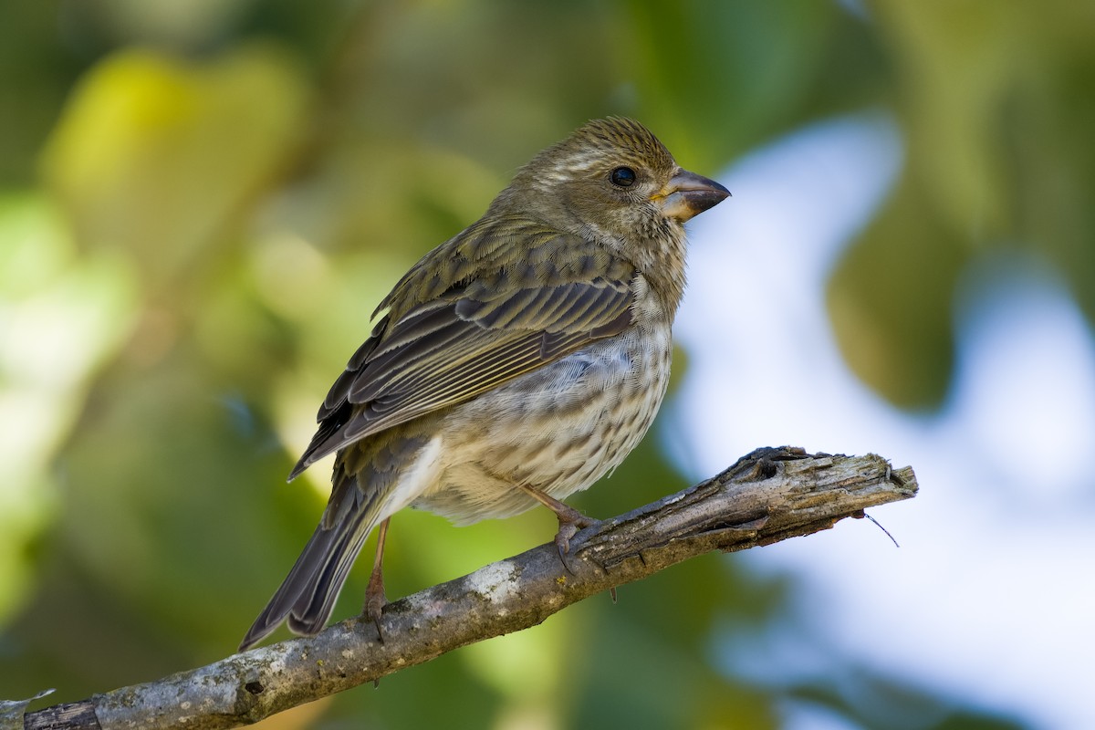 Purple Finch - Les Peterson