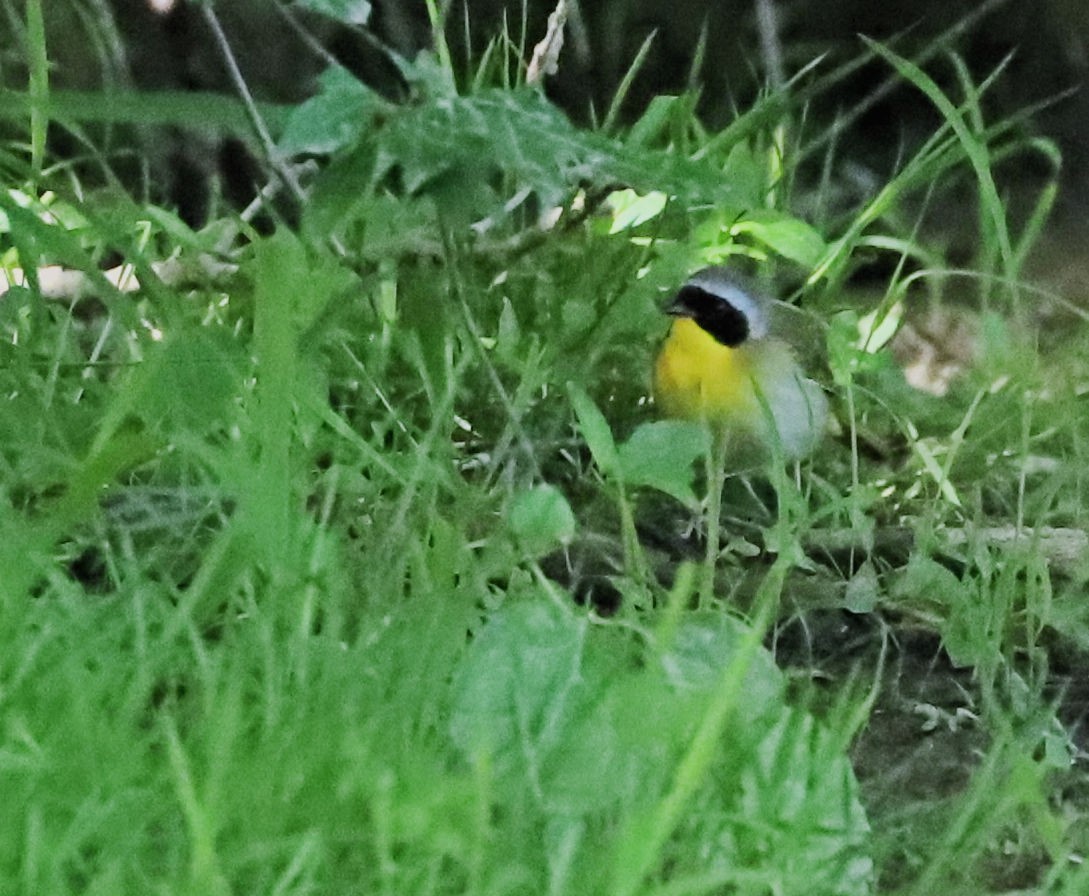 Common Yellowthroat - DICK GRUBB