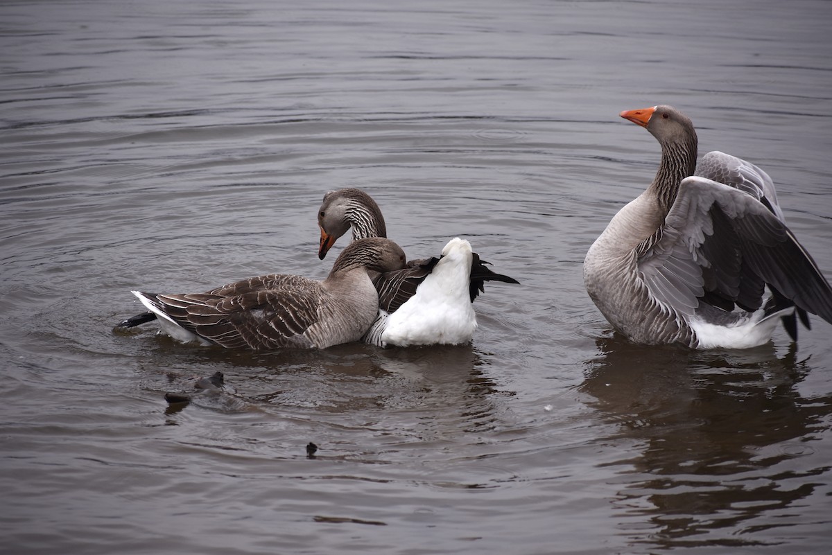 Domestic goose sp. (Domestic type) - M. Rogers