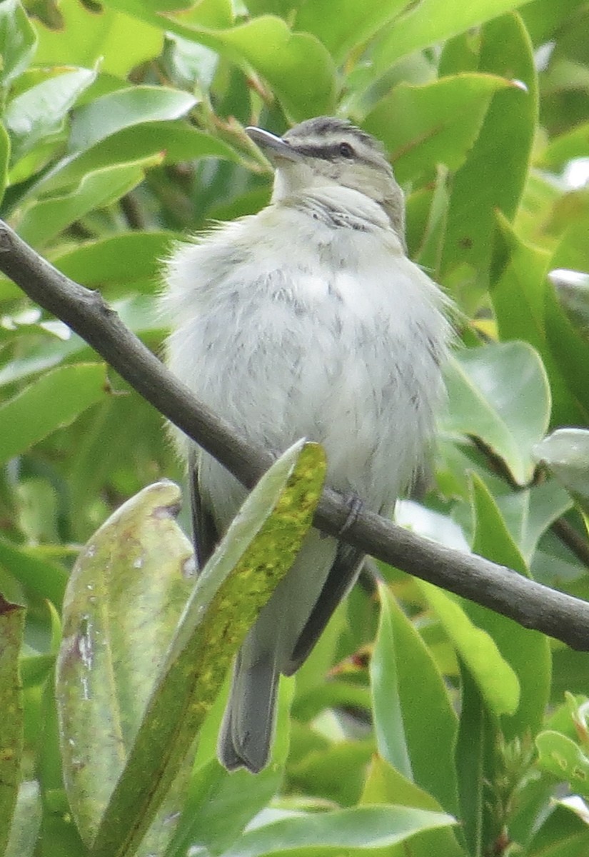 Red-eyed Vireo - Thomas Wurster