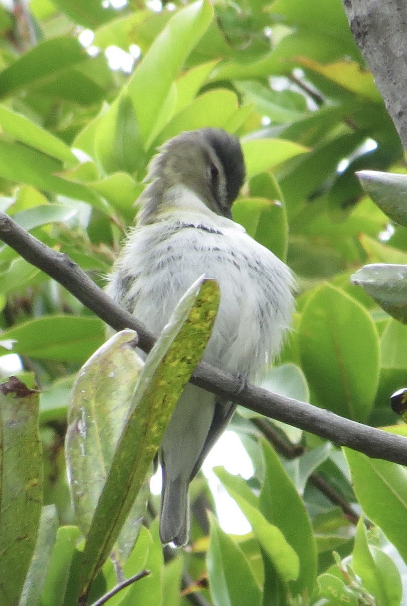 Red-eyed Vireo - Thomas Wurster