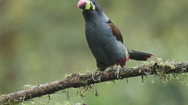 Gray-breasted Mountain-Toucan - ML618990514